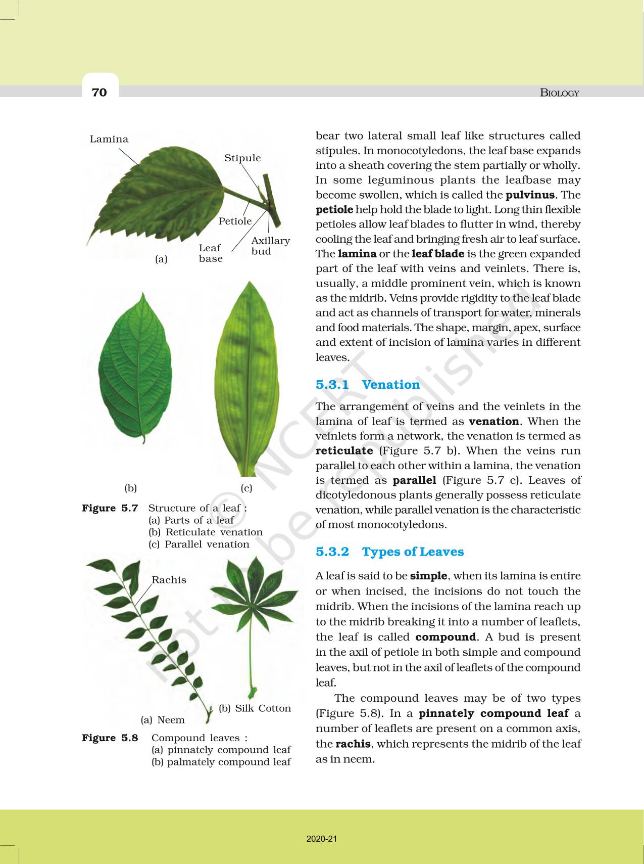 solution-morphology-of-flowering-plants-mind-map-studypool